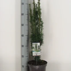 Zuiltaxus (Taxus Baccata 'Fastigiata Robusta') -Exporteren Tuin Zorgzaam Winkel taxus baccata fastigiata robusta c3 m 1