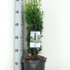Zuiltaxus (Taxus Baccata 'Fastigiata Robusta') -Exporteren Tuin Zorgzaam Winkel taxus baccata fastigiata robusta zomer c3 m 1