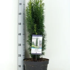 Zuiltaxus (Taxus Baccata 'Fastigiata Robusta') -Exporteren Tuin Zorgzaam Winkel taxus baccata fastigiata robusta zomer c5 m 1