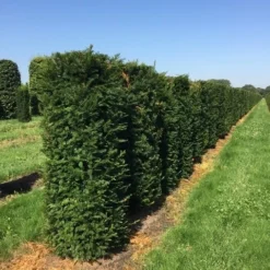 Taxus Als Haagelement (Taxus Baccata) -Exporteren Tuin Zorgzaam Winkel taxus baccata h160x60x60 cm 3 1