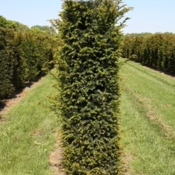 Taxus Als Haagelement (Taxus Baccata) -Exporteren Tuin Zorgzaam Winkel taxus baccata h175x50x50 cm 1