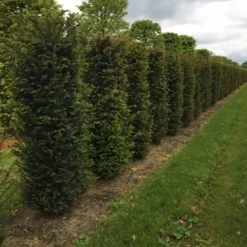 Taxus Als Haagelement (Taxus Baccata) -Exporteren Tuin Zorgzaam Winkel taxus baccata h175x50x50cm 2