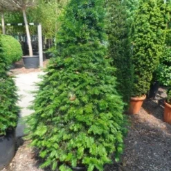 Taxus Als Kegel (Taxus Baccata) -Exporteren Tuin Zorgzaam Winkel taxus baccata kegel 140 160 c90