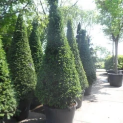 Taxus Als Kegel (Taxus Baccata) -Exporteren Tuin Zorgzaam Winkel taxus baccata kegel 200 225 250 c285