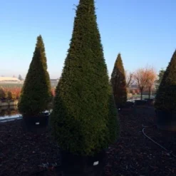 Taxus Als Kegel (Taxus Baccata) -Exporteren Tuin Zorgzaam Winkel taxus baccata kegel 225 250 c240 3 inkoop 315