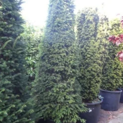 Taxus Als Kegel (Taxus Baccata) -Exporteren Tuin Zorgzaam Winkel taxus baccata kegel 250 275