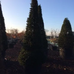 Taxus Als Kegel (Taxus Baccata) -Exporteren Tuin Zorgzaam Winkel taxus baccata kegel 300 c285 inkoop 475 1