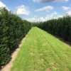 Grote Venijnboom (Taxus Baccata) -Exporteren Tuin Zorgzaam Winkel taxus baccata rij 2 1 2