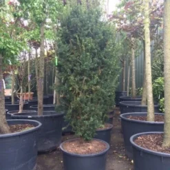 Taxus (Taxus Media 'Hicksii') -Exporteren Tuin Zorgzaam Winkel taxus hicksii 1 1