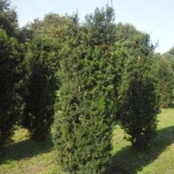 Taxus (Taxus Media 'Hicksii') -Exporteren Tuin Zorgzaam Winkel taxus hicksii 200 225 1 1