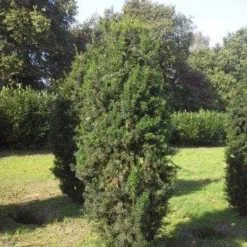 Taxus (Taxus Media 'Hicksii') -Exporteren Tuin Zorgzaam Winkel taxus hicksii 275 300 1