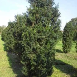 Taxus (Taxus Media 'Hicksii') -Exporteren Tuin Zorgzaam Winkel taxus hicksii 275 300 1 1