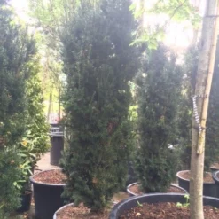 Taxus (Taxus Media 'Hicksii') -Exporteren Tuin Zorgzaam Winkel taxus hicksii 2 1