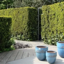 Taxus (Taxus Media 'Hicksii') -Exporteren Tuin Zorgzaam Winkel taxus media hicksii 1