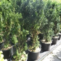 Taxus (Taxus Media 'Hicksii') -Exporteren Tuin Zorgzaam Winkel taxus media hicksii 120 140 c35