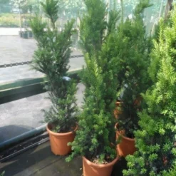 Taxus (Taxus Media 'Hicksii') -Exporteren Tuin Zorgzaam Winkel taxus media hicksii 60 80 100 c7 10