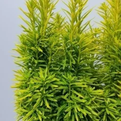 Gele Venijnboom (Taxus Baccata 'David') -Exporteren Tuin Zorgzaam Winkel taxusdavid02