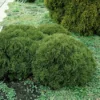 Thuja (Thuja Occidentalis 'Tiny Tim') -Exporteren Tuin Zorgzaam Winkel thottim 1 1