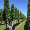 Haagconifeer Op Stam (Thuja Plicata 'Excelsa') -Exporteren Tuin Zorgzaam Winkel thuja 30 40 2