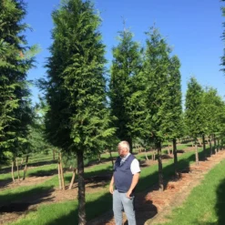 Haagconifeer Op Stam (Thuja Plicata 'Excelsa') -Exporteren Tuin Zorgzaam Winkel thuja 3035 2
