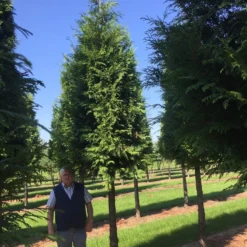 Haagconifeer Op Stam (Thuja Plicata 'Excelsa') -Exporteren Tuin Zorgzaam Winkel thuja 3540 3