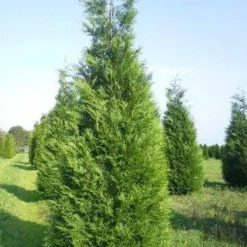 Exporteren Tuin Zorgzaam Winkel -Exporteren Tuin Zorgzaam Winkel thuja atrovirens 400 450 1