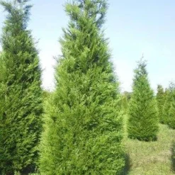 Exporteren Tuin Zorgzaam Winkel 23 Levensboom (Thuja Plicata 'Atrovirens')