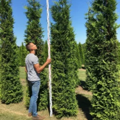 Nieuwe uitgaven -Exporteren Tuin Zorgzaam Winkel thuja brabant 300350 1