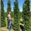 Grote Groene Haagconifeer (Thuja Occidentalis 'Brabant') -Exporteren Tuin Zorgzaam Winkel thuja brabant 300350 2 1