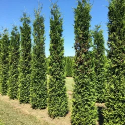 Grote Groene Haagconifeer (Thuja Occidentalis 'Brabant') -Exporteren Tuin Zorgzaam Winkel thuja brabant 350400 1