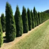 Grote Westerse Levensboom (Thuja Occidentalis 'Smaragd') -Exporteren Tuin Zorgzaam Winkel thuja occ smarag 1 1