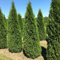 Grote Westerse Levensboom (Thuja Occidentalis 'Smaragd') -Exporteren Tuin Zorgzaam Winkel thuja occ smaragd 200250 2