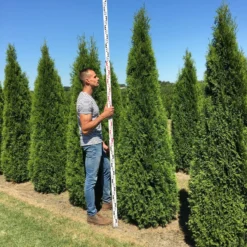 Grote Westerse Levensboom (Thuja Occidentalis 'Smaragd') -Exporteren Tuin Zorgzaam Winkel thuja occ smaragd 250300