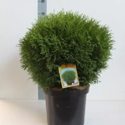 Exporteren Tuin Zorgzaam Winkel -Exporteren Tuin Zorgzaam Winkel thuja occ tiny tim 40 50 cm co. 10l kopie