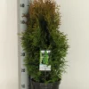 Levensboom (Thuja Occidentalis 'Holmstrup') -Exporteren Tuin Zorgzaam Winkel thuja occidentalis holmstrup winter c3 m 1