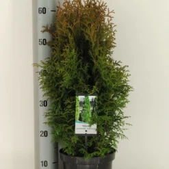 Exporteren Tuin Zorgzaam Winkel 15 Levensboom (Thuja Occidentalis 'Holmstrup')