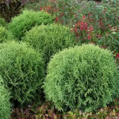 Levensboom (Thuja Occidentalis 'Little Giant') -Exporteren Tuin Zorgzaam Winkel thuja occidentalis little giant 1