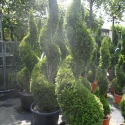 Conifeer Als Spiraal (Thuja Occidentalis 'Smaragd') -Exporteren Tuin Zorgzaam Winkel thuja occidentalis smaragd spiraal 175 200 c50