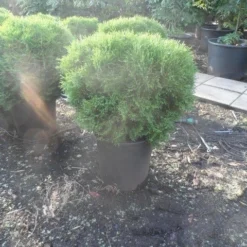 Thuja (Thuja Occidentalis 'Tiny Tim') -Exporteren Tuin Zorgzaam Winkel thuja occidentalis tiny tim 50 60 80 c25 1