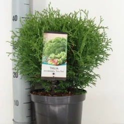 Thuja (Thuja Occidentalis 'Tiny Tim') -Exporteren Tuin Zorgzaam Winkel thuja occidentalis tiny tim zomer c3 1