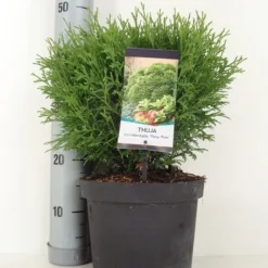 Thuja (Thuja Occidentalis 'Tiny Tim') -Exporteren Tuin Zorgzaam Winkel thuja occidentalis tiny tim zomer c5 m