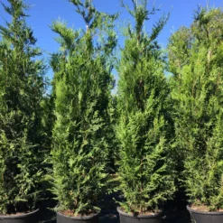 Grote Levensboom (Thuja Plicata 'Atrovirens') -Exporteren Tuin Zorgzaam Winkel thuja pl. atrovirens h225250cm 2