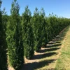 Grote Levensboom (Thuja Plicata 'Atrovirens') -Exporteren Tuin Zorgzaam Winkel thuja pl atrovirens 2