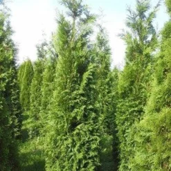 Levensboom (Thuja Plicata 'Atrovirens') -Exporteren Tuin Zorgzaam Winkel thuja pl atrovirens 300