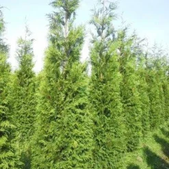 Levensboom (Thuja Plicata 'Atrovirens') -Exporteren Tuin Zorgzaam Winkel thuja pl atrovirens 300 350 1