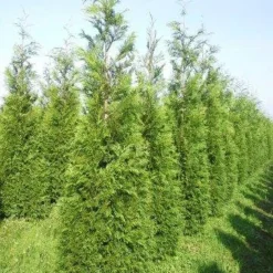 Levensboom (Thuja Plicata 'Martin') 25 Levensboom (Thuja Plicata 'Martin') -Exporteren Tuin Zorgzaam Winkel thuja pl martin 300 350