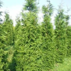 Levensboom (Thuja Plicata 'Martin') -Exporteren Tuin Zorgzaam Winkel thuja pl martin 300 350 2 1