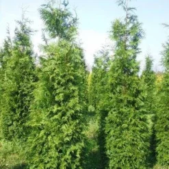 Levensboom (Thuja Plicata 'Martin') -Exporteren Tuin Zorgzaam Winkel thuja pl martin 300 350 3 1