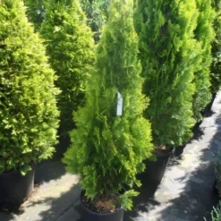 Levensboom (Thuja Orientalis 'Pyramidalis Aurea') -Exporteren Tuin Zorgzaam Winkel thuja platycladus orientalis pyramidalis aurea 125 150