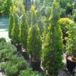 Levensboom (Thuja Orientalis 'Pyramidalis Aurea') 11 Levensboom (Thuja Orientalis 'Pyramidalis Aurea') -Exporteren Tuin Zorgzaam Winkel thuja platycladus orientalis pyramidalis aurea 150 175 1